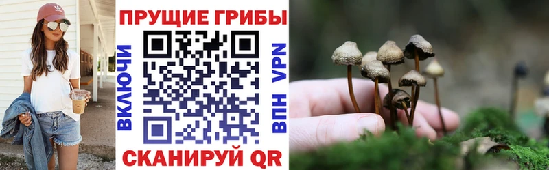 где купить   Куровское  Галлюциногенные грибы GOLDEN TEACHER 